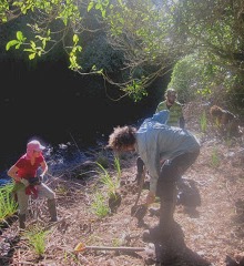 Friends & Residents of Karori Stream volunteers planting grasses.